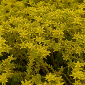 Sedum Sexangulare Weisse Tatra